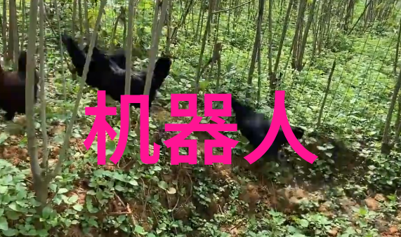 技术革新与创意无限探索佳能最新拍照器具