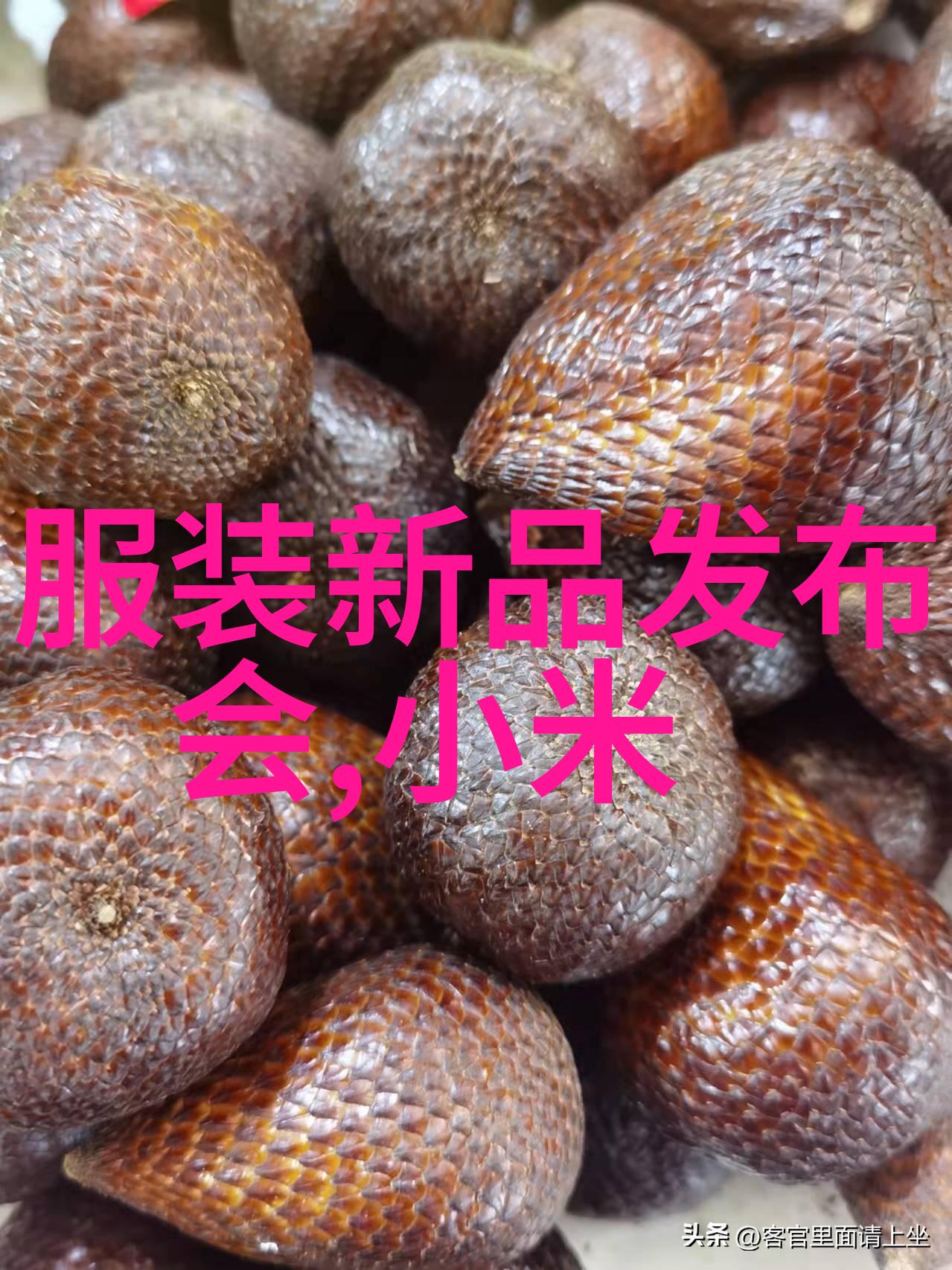 公交车轮C多肉 - 城市之脉深度探究公交车轮上的C型多肉植物生态