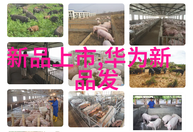 专业技术资格证书种类全解从技能到专长的认证路径