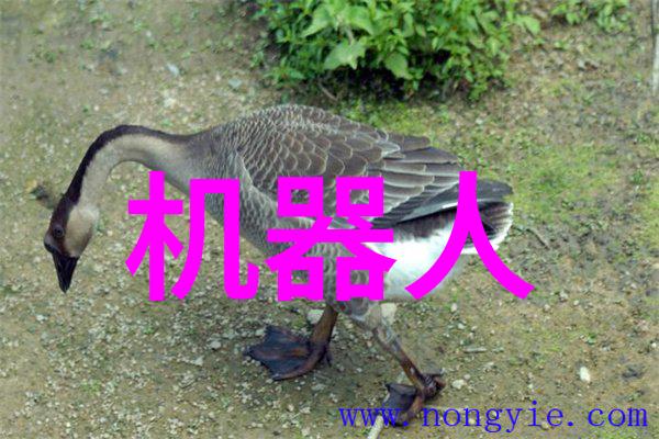 探秘小米13亮度调节新技术智能光线适应革命