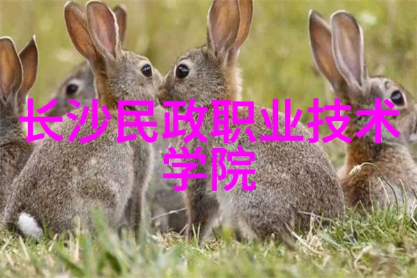 分子筛我和那些微小的筛子一起探秘大自然的密码