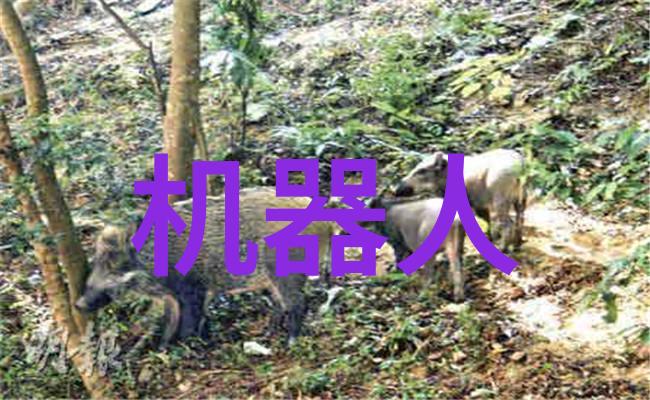 如何在工作汇报中有效地展示团队合作成果