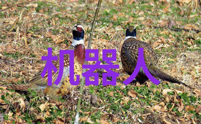 车窗下的邂逅冷廷与简夏的故事