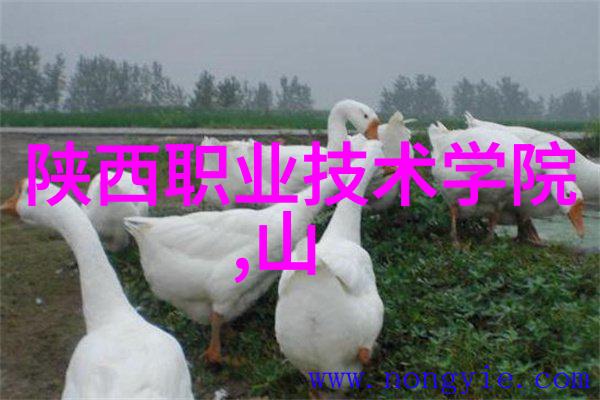 手慢无全天候监测身体健康dido智能手表在社会热销中暴跌290元影响可穿戴电子设备市场