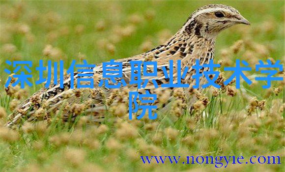 技术创新与管理能力之间如何平衡以避免像智能制造工程后悔死的悲剧重演