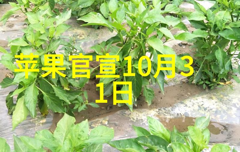 在团队合作项目中每个人都该如何编写自己的工作总结呢