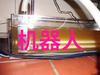 锦鲤的秘密娇藏与繁衍