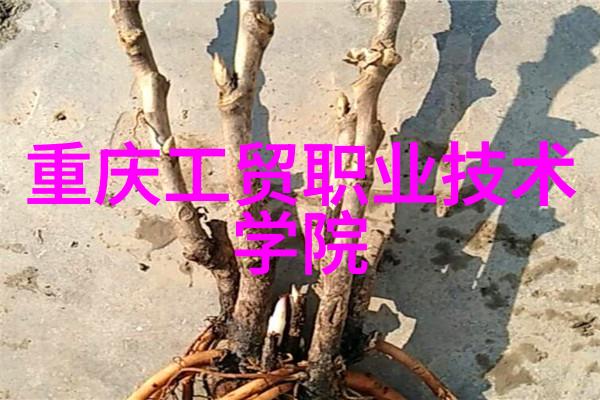 bx500技术参数详解