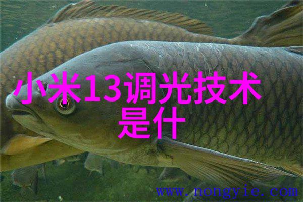 南宁职业技术学院的未来发展方向又将如何塑造