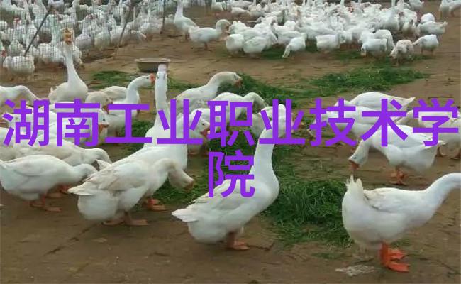 千里佳音无线通凡猫软件测试培训的罗技无线耳机麦克风如同聪明的小助手为你的每一个细腻之处增添了温暖与便